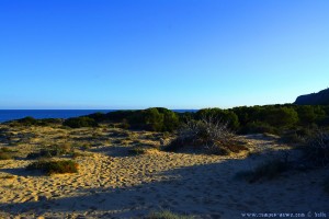 Das Pinienwäldchen ist nah - Playa de Los Arenales del Sol – Spain