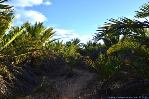 Wie im Urwald - Platja del Carabassí - Santa Pola – Spain