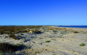 Nicol schon etwas müde von der Hasenjagd - Playa de Torre Derribada - San Pedro del Pinatar – Spain