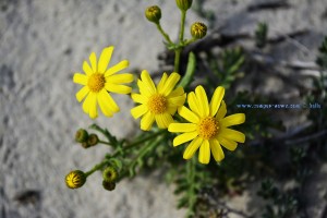 Gelbe Blüten in den Dünen am Playa de Torre Derribada - Pedro del Pinatar – Spain