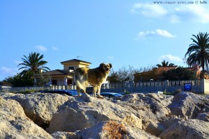 Nicol auf einem Wellenbrecher am Platja L'Almadrava - Dénia – Spain