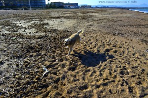 ICH HAB' DEN RICHTIGEN SEEBALL! Nicol am Platja L'Almadrava - Dénia – Spain