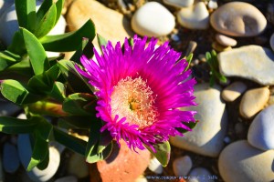 Bodendeckerblüte am Platja L'Almadrava - Dénia – Spain