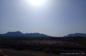 Mandelblüte in Spanien