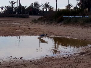 Möwe trinkt am Playa de Torre Derribada - Pedro del Pinatar - Spain