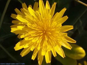 Gelbe Blüte am Platja de Gavà – Spain