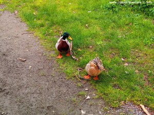 Lunch mit Enten - Cers – France