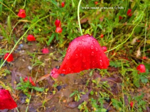 Klatschmohn nach dem Starkregen - Marina die Grosseto – Italy