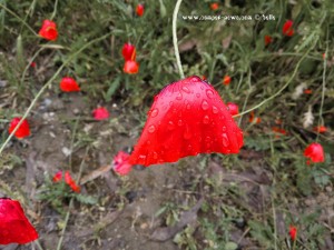 Klatschmohn nach dem Starkregen - Marina die Grosseto – Italy