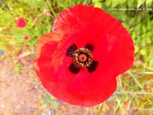 Klatschmohn - Marina di Grosseto – Italy