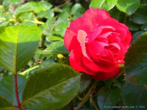 Gefüllte Rose nach Regen - Tarquinia – Italy