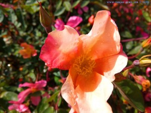 Ungefüllte Rose nach Regen - Tarquinia – Italy