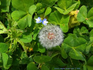 Pusteblume und Klee – Italy