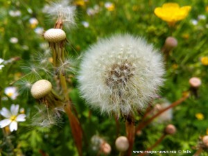 Pusteblume – Italy