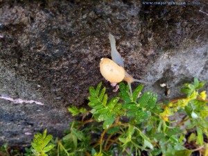 Schneckenwetter - Barletta – Italy