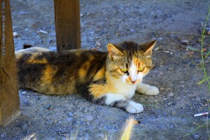 Junge und hungrige Katze am Venetikos River – Greece