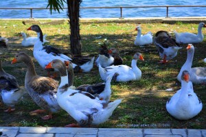 Gänse und Enten am Limni Vólvi – Greece