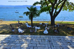 Gänse und Enten am Limni Vólvi – Greece