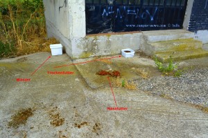 Jemand füttert die drei Welpen wohl - nahe Xanthis – Greece