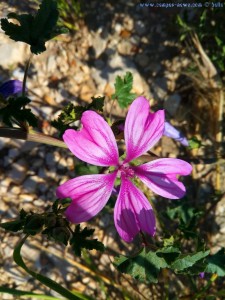 Schöne lila Blüte in Ioánnina – Greece