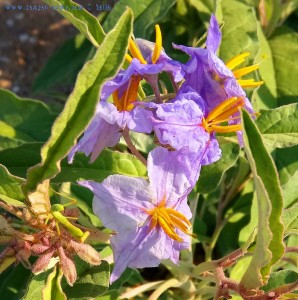 Violet Flower in Néa Karval – Greece