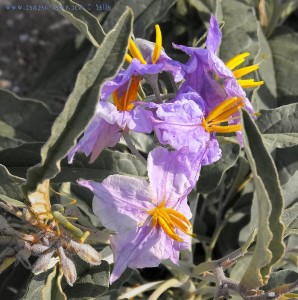 Violet Flower in Néa Karval – Greece (selected Colors)Violet Flower in Néa Karval – Greece (selected Colors)