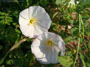 White Flower in Néa Karval – Greece