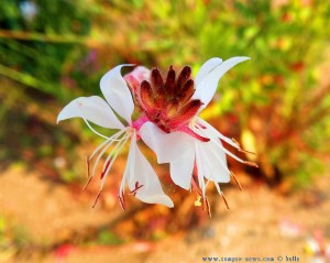 Strange Flower in Néa Karval – Greece