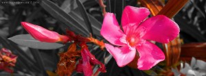 Pink Flower in Néa Karval – Greece (selected Colors)