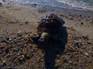 Tote Schildkröte am Portofino Beach – Greece