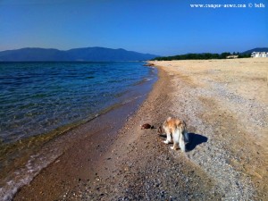 Nicol und die tote Schildkröte am Portofino Beach – Greece