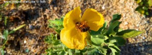 Gelbe Blüte - wie Klatschmohn - mit freissigem Bienchen - Toroni Beach – Greece