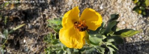 Gelbe Blüte - wie Klatschmohn - mit freissigem Bienchen - Toroni Beach – Greece – Selected Colors