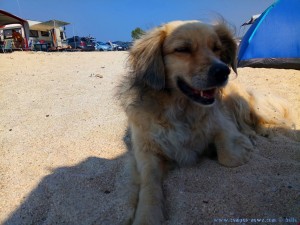 Nicol leistet mir Gesellschaft am Tristínika Beach - Greece