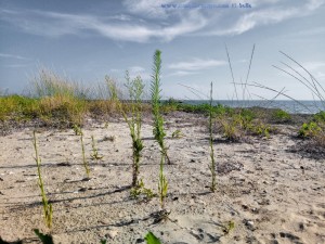 Meine Aussicht am kleinen Strand - HDR [High Dynamic Range] - Selected Colors