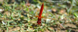 Libelle in Ikismos Lefkes – Greece