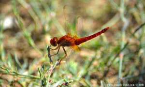 Libelle in Ikismos Lefkes – Greece