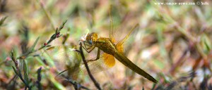 Libelle in Ikismos Lefkes – Greece