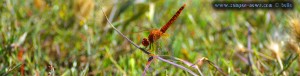 Libelle in Ikismos Lefkes – Greece