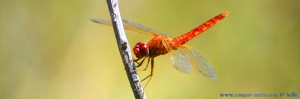 Libelle in Ikismos Lefkes – Greece