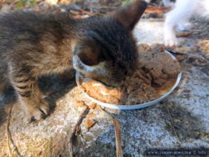 Katze Lilly ist die einzige die frisst - Ikismos Lefkes – Greece