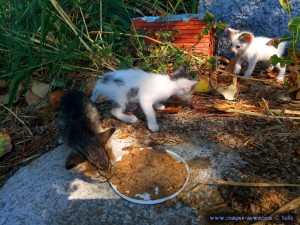 Kater Oscar und Kater Paul - Katze Tiger Lilly frißt - Ikismos Lefkes – Greece