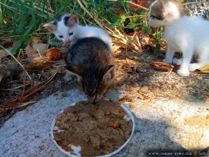 Kater Oscar und Kater Paul - Katze Tiger Lilly frißt - Ikismos Lefkes – Greece