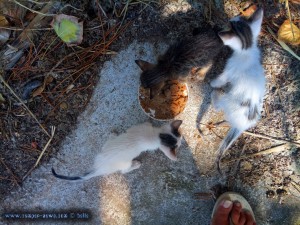 Kater Oscar und Kater Paul - Katze Tiger Lilly frisst - Ikismos Lefkes – Greece