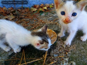 Paul frisst endlich und Oscar hat wieder eine Schnute - Ikismos Lefkes – Greece