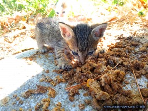 Lilly kaut am alten Futter herum - Ikismos Lefkes – Greece