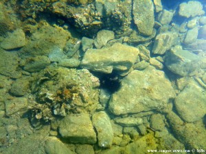 Sea urchin at the Amarilidos Beach – Greece