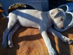 Albino-Welpe - Female - Psaropouli – Greece