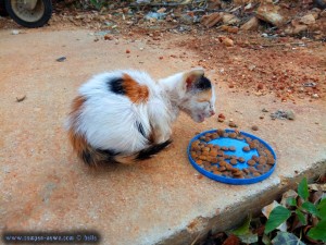 Kätzchen in Agios Panteleimon – Greece