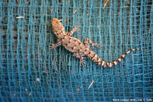 Gecko am Metamorfosi-Beach – Greece